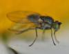 Hydrellia griseola